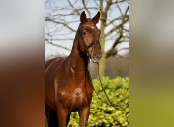 Deens warmbloed, Ruin, 4 Jaar, 167 cm, Vos