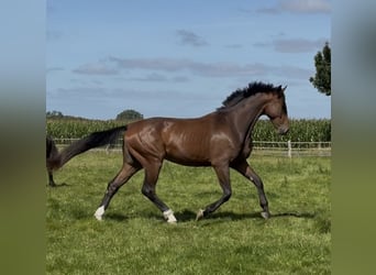 Deens warmbloed, Ruin, 4 Jaar, 172 cm, Bruin