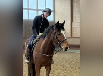 Deens warmbloed, Ruin, 5 Jaar, 155 cm, Bruin