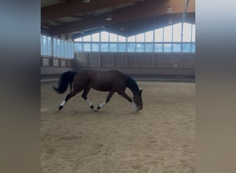 Deens warmbloed, Ruin, 5 Jaar, 155 cm, Bruin