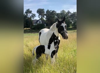 Deens warmbloed Mix, Ruin, 5 Jaar, 157 cm, Gevlekt-paard