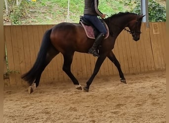 Deens warmbloed, Ruin, 5 Jaar, 167 cm, Donkerbruin