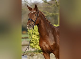 Deens warmbloed, Ruin, 5 Jaar, 167 cm, Vos