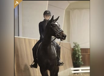 Deens warmbloed, Ruin, 5 Jaar, 171 cm, Bruin