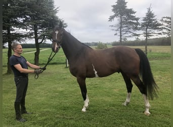 Deens warmbloed, Ruin, 5 Jaar, 174 cm, Brauner