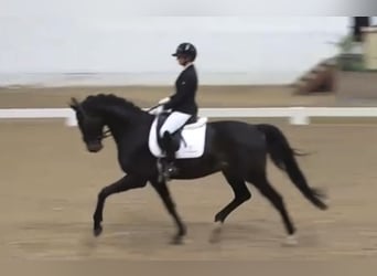 Deens warmbloed, Ruin, 5 Jaar, 175 cm, Zwartbruin