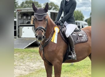 Deens warmbloed, Ruin, 5 Jaar, 176 cm, Donkere-vos