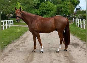 Deens warmbloed, Ruin, 5 Jaar, 176 cm, Donkere-vos