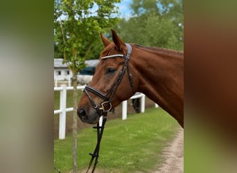 Deens warmbloed, Ruin, 5 Jaar, 176 cm, Donkere-vos