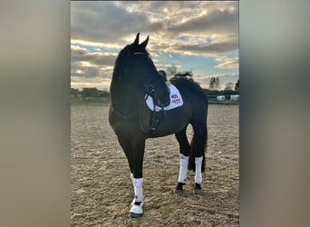 Deens warmbloed, Ruin, 5 Jaar, 176 cm, Zwart