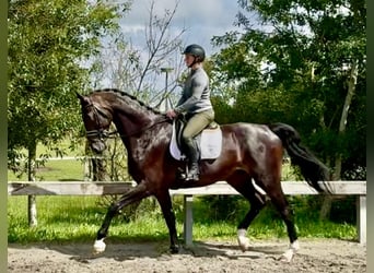 Deens warmbloed, Ruin, 5 Jaar, 184 cm, Donkerbruin