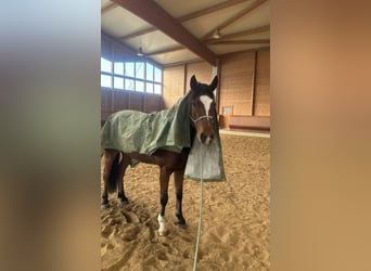 Deens warmbloed, Ruin, 6 Jaar, 155 cm, Bruin