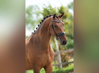 Deens warmbloed, Ruin, 6 Jaar, 170 cm, Bruin