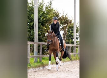 Deens warmbloed, Ruin, 6 Jaar, 170 cm, Bruin
