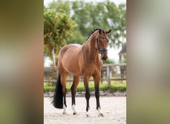 Deens warmbloed, Ruin, 6 Jaar, 170 cm, Bruin