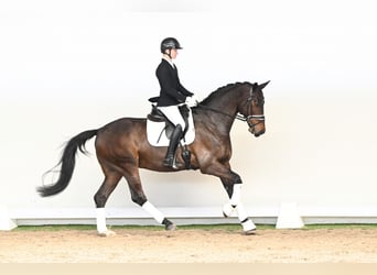 Deens warmbloed, Ruin, 6 Jaar, 172 cm, Bruin