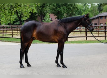 Deens warmbloed, Ruin, 6 Jaar, 172 cm, Donkerbruin