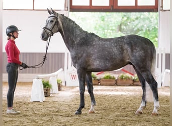 Deens warmbloed, Ruin, 6 Jaar, 177 cm, Schimmel