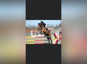 Deens warmbloed, Ruin, 7 Jaar, 165 cm, Brauner
