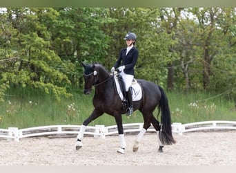 Deens warmbloed, Ruin, 7 Jaar, 165 cm, Zwart