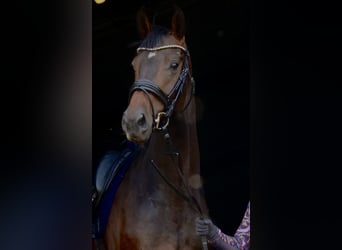 Deens warmbloed, Ruin, 7 Jaar, 170 cm, Bruin