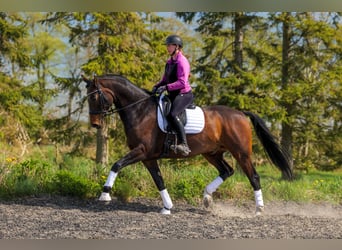 Deens warmbloed, Ruin, 7 Jaar, 170 cm, Bruin