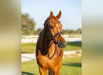 Deens warmbloed, Ruin, 7 Jaar, 170 cm, Donkere-vos