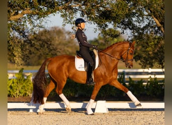 Deens warmbloed, Ruin, 7 Jaar, 170 cm, Donkere-vos