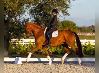 Deens warmbloed, Ruin, 7 Jaar, 170 cm, Donkere-vos