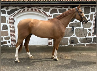 Deens warmbloed, Ruin, 7 Jaar, 179 cm, Donkere-vos