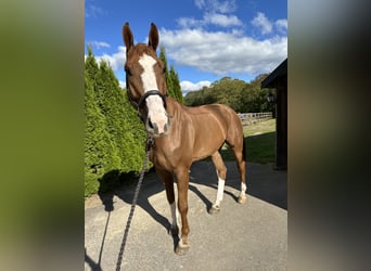 Deens warmbloed, Ruin, 7 Jaar, 179 cm, Donkere-vos