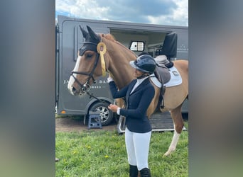 Deens warmbloed, Ruin, 7 Jaar, 179 cm, Donkere-vos