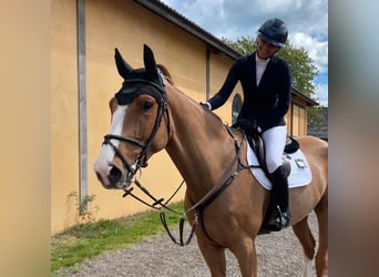 Deens warmbloed, Ruin, 7 Jaar, 179 cm