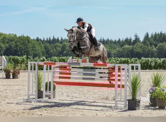 Deens warmbloed, Ruin, 7 Jaar, Schimmel