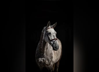 Deens warmbloed, Ruin, 7 Jaar, Schimmel