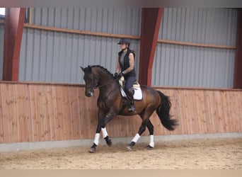 Dänisches Warmblut Mix, Wallach, 8 Jahre, 166 cm, Brauner