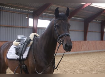 Dänisches Warmblut Mix, Wallach, 8 Jahre, 166 cm, Brauner