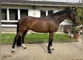 Deens warmbloed, Ruin, 8 Jaar, 170 cm, Bruin