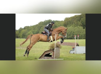 Deens warmbloed, Ruin, 8 Jaar, 181 cm, Donkere-vos