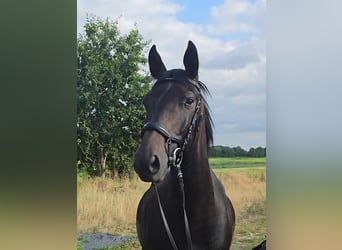 Deens warmbloed, Ruin, 9 Jaar, 162 cm, Donkerbruin