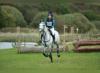 Dänisches Warmblut, Wallach, 9 Jahre, 172 cm, Schimmel