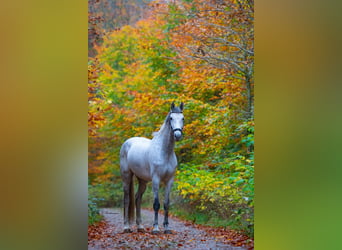 Dänisches Warmblut, Wallach, 9 Jahre, 172 cm, Schimmel