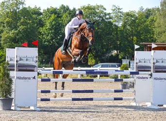 Deens warmbloed, Ruin, 9 Jaar, 175 cm, Donkerbruin