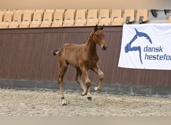 Deens warmbloed, Ruin, Veulen (05/2025)