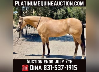 American Quarter Horse, Wallach, 10 Jahre, 155 cm, Buckskin, in Paicines CA,