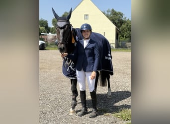 Hannoveriano, Caballo castrado, 5 años, 170 cm, Castaño oscuro, in Altusried