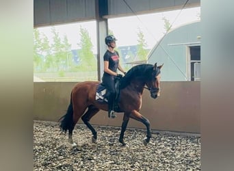 PRE, Gelding, 4 years, 17 hh, Brown, in &#39;s-Gravenhage,