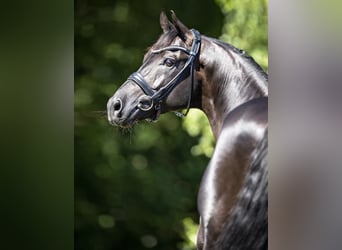 Westfaliano, Stallone, 13 Anni, 173 cm, Morello