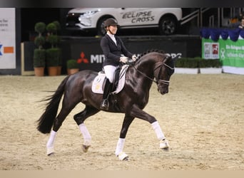 Westfaliano, Stallone, 13 Anni, 173 cm, Morello