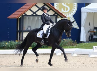 Westfaliano, Stallone, 13 Anni, 173 cm, Morello